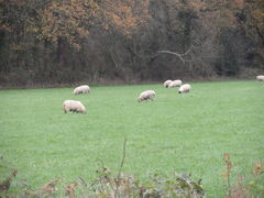 Sheep in Field