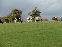 cows